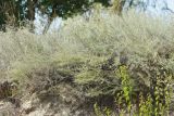Artemisia marschalliana