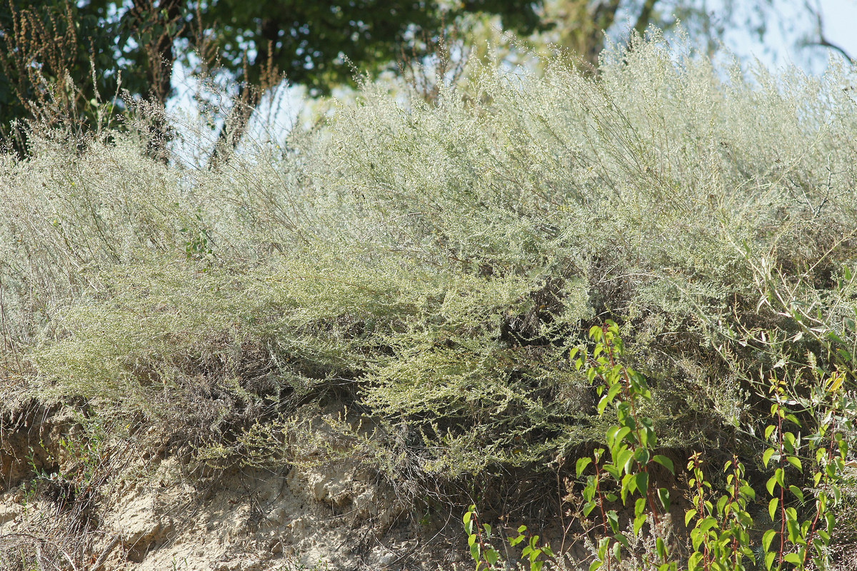 Image of Artemisia marschalliana specimen.