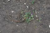 genus Astragalus. Цветущее растение. Республика Ингушетия, Джейрахский р-н, окр. ур. Нижний Кяхк, обнажившийся склон над грунтовой дорогой. 21 июля 2022 г.