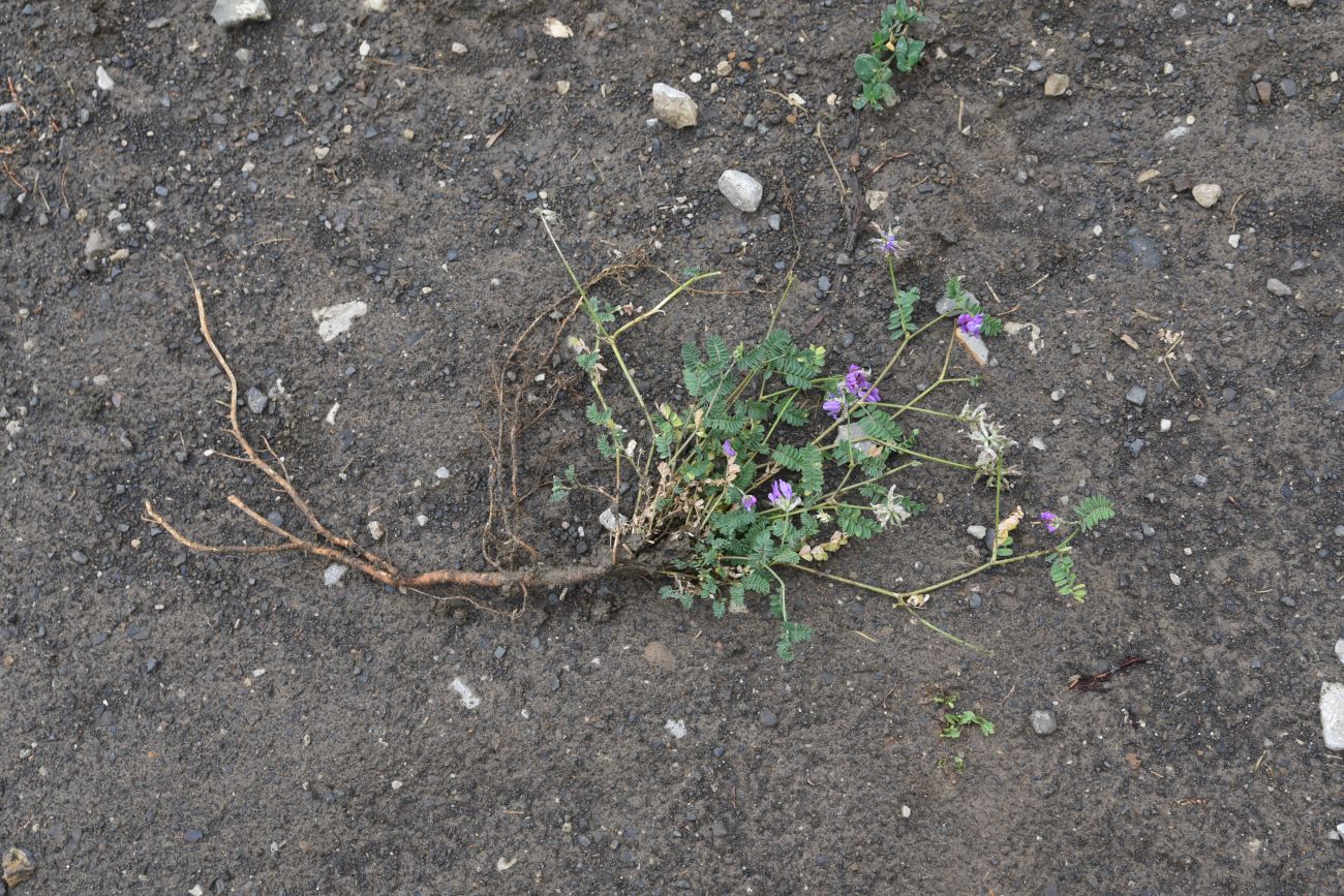 Изображение особи род Astragalus.