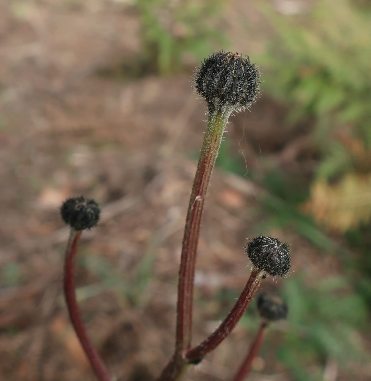 Изображение особи Trommsdorffia maculata.