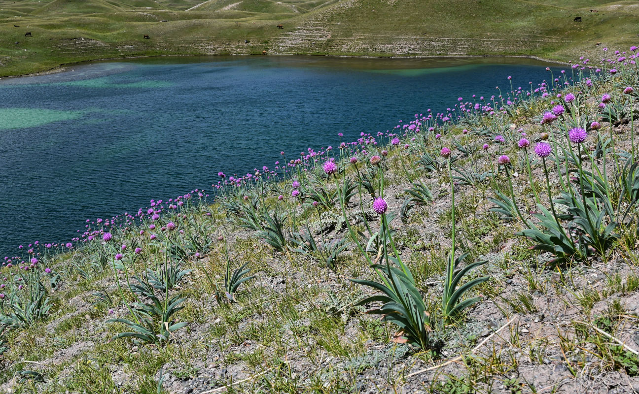 Image of Allium carolinianum specimen.