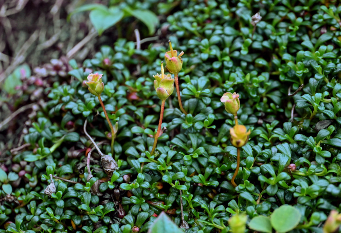 Image of Diapensia obovata specimen.