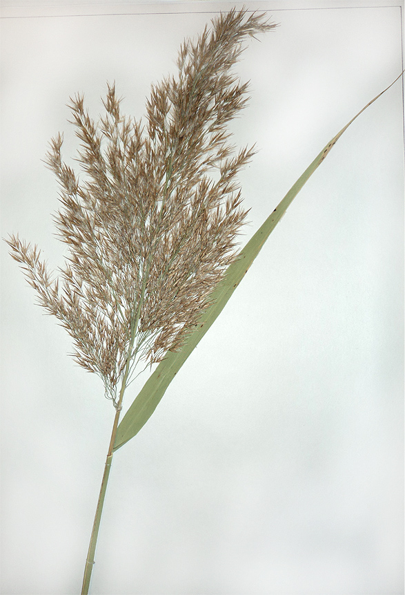 Изображение особи Phragmites australis.