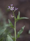 Chorispora tenella