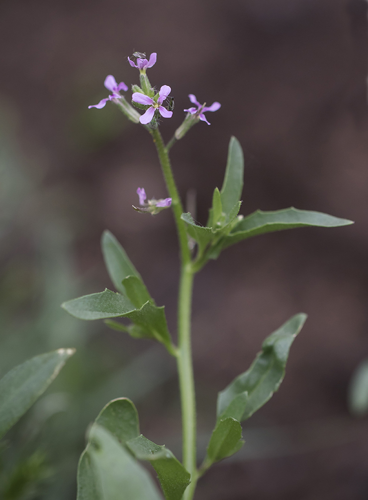 Изображение особи Chorispora tenella.