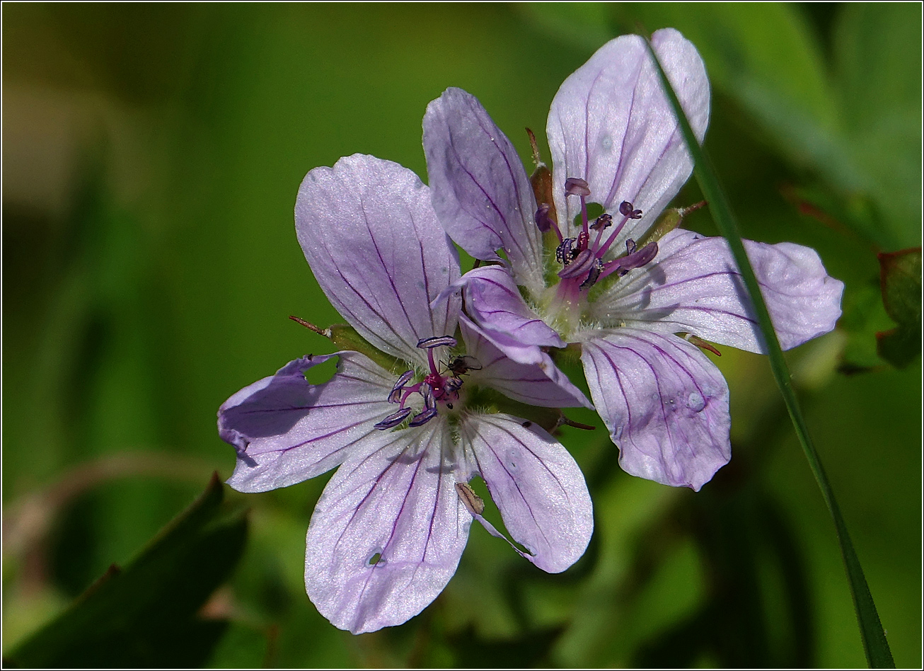 Изображение особи Geranium sylvaticum.