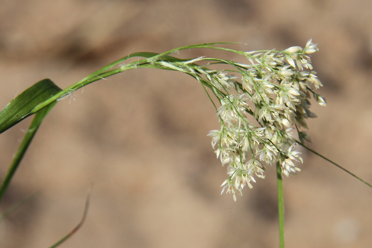 Image of genus Luzula specimen.