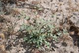 genus Heliotropium. Вегетирующее растение. Таджикистан, Согдийская обл., горы Окбель, лессовый склон. 7 мая 2023 г.