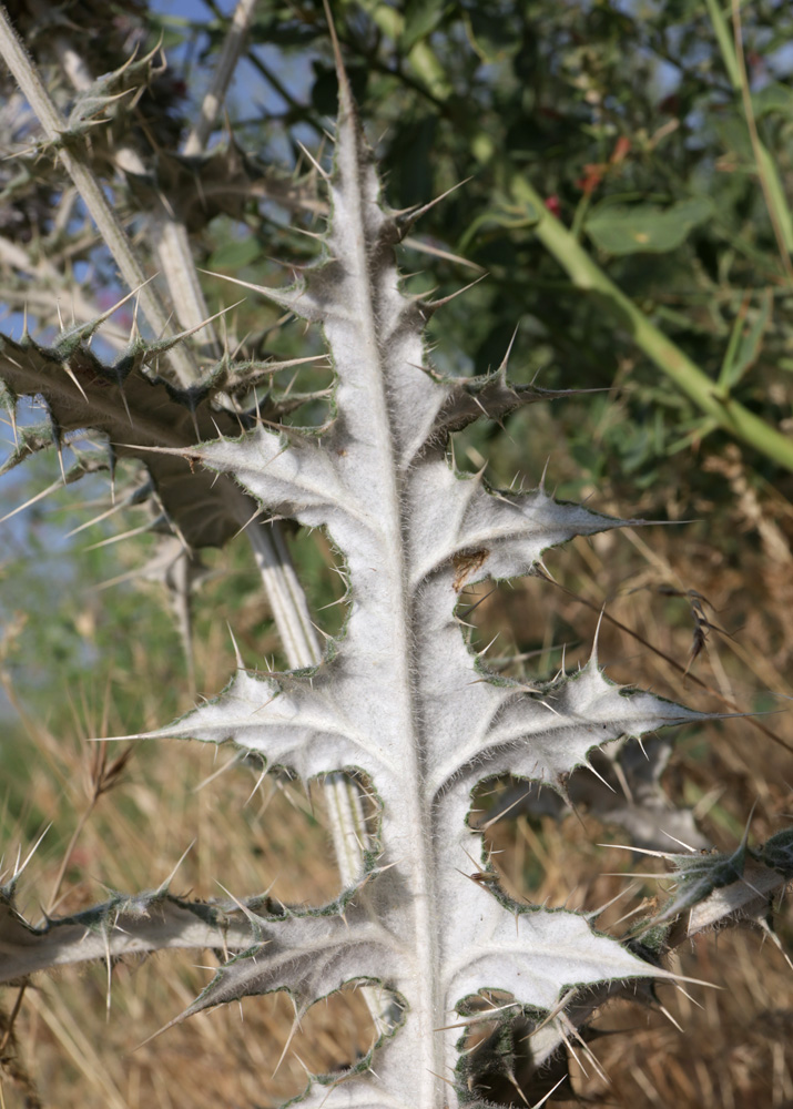 Изображение особи Echinops leucographus.