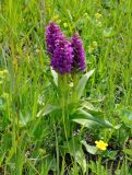 Dactylorhiza incarnata. Цветущее растение в сообществе с Alchemilla и Potentilla. Алтай, Онгудайский р-н, Семинский перевал, ≈ 1700 м н.у.м., луговой склон. 30.06.2021.