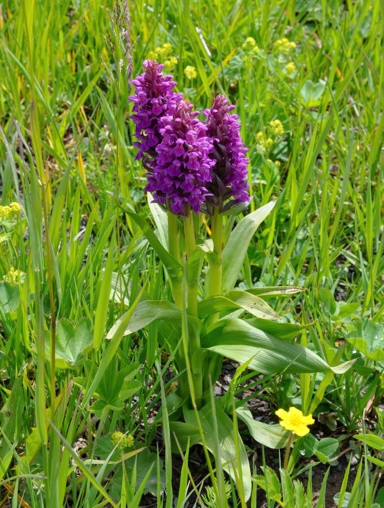 Изображение особи Dactylorhiza incarnata.