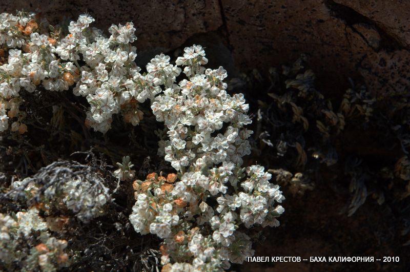 Image of Eriogonum fastigiatum specimen.