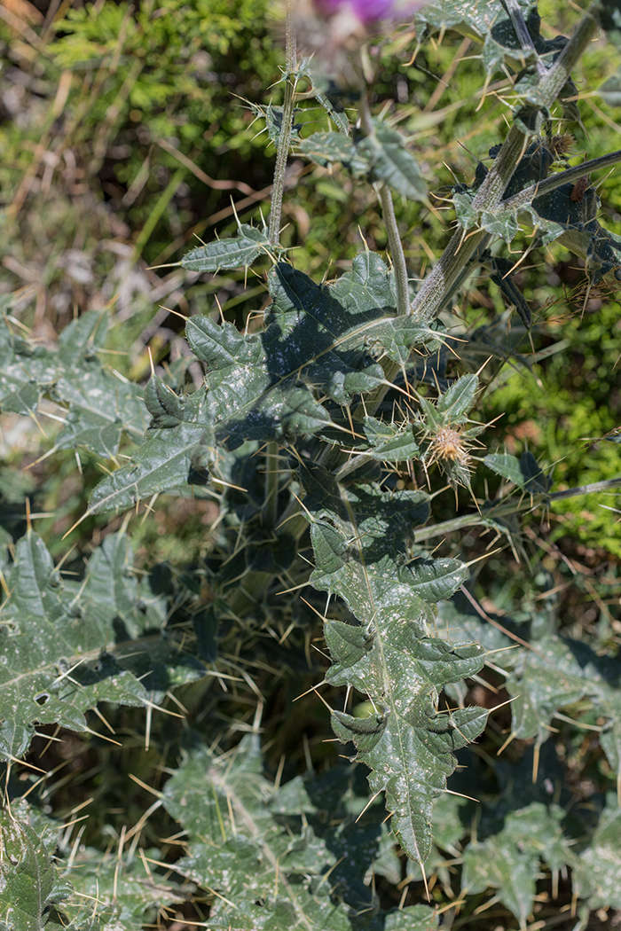 Изображение особи Cirsium erythrolepis.