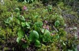 Bergenia crassifolia