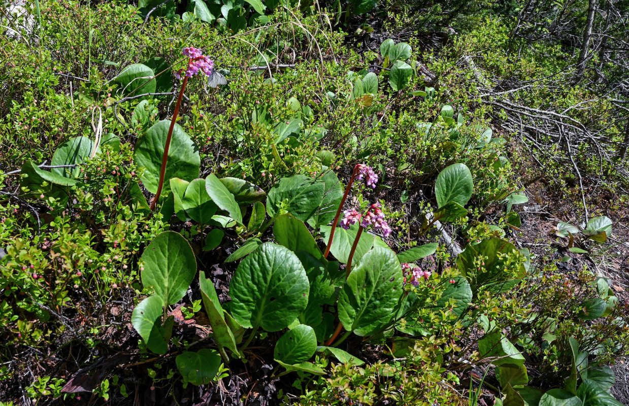 Изображение особи Bergenia crassifolia.