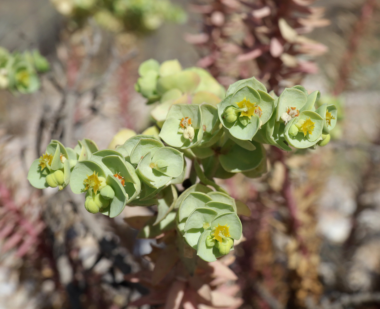 Image of Euphorbia paralias specimen.