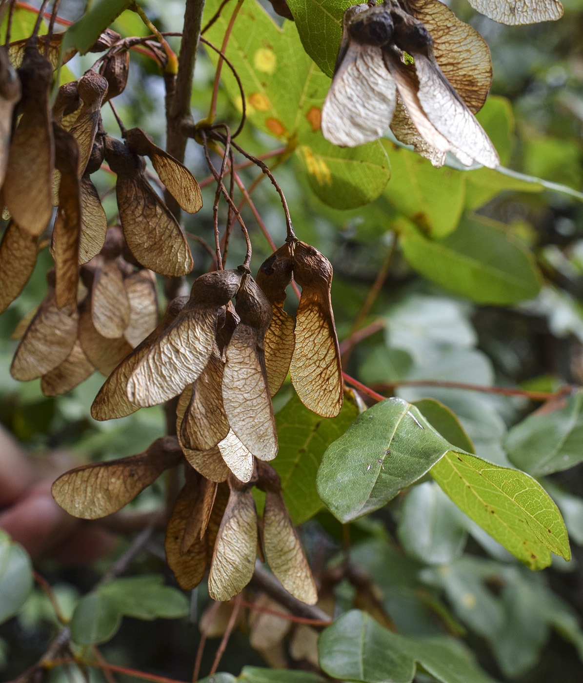 Image of Acer monspessulanum specimen.