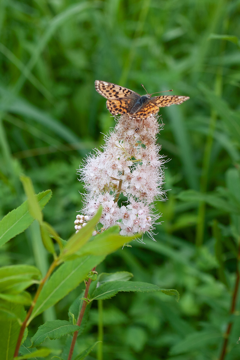 Image of Spiraea salicifolia specimen.