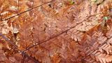 Dryopteris amurensis. Часть вайи в осенней окраске. Хабаровский край, окр. г. Комсомольск-на-Амуре, смешанный лес. 11.10.2023.