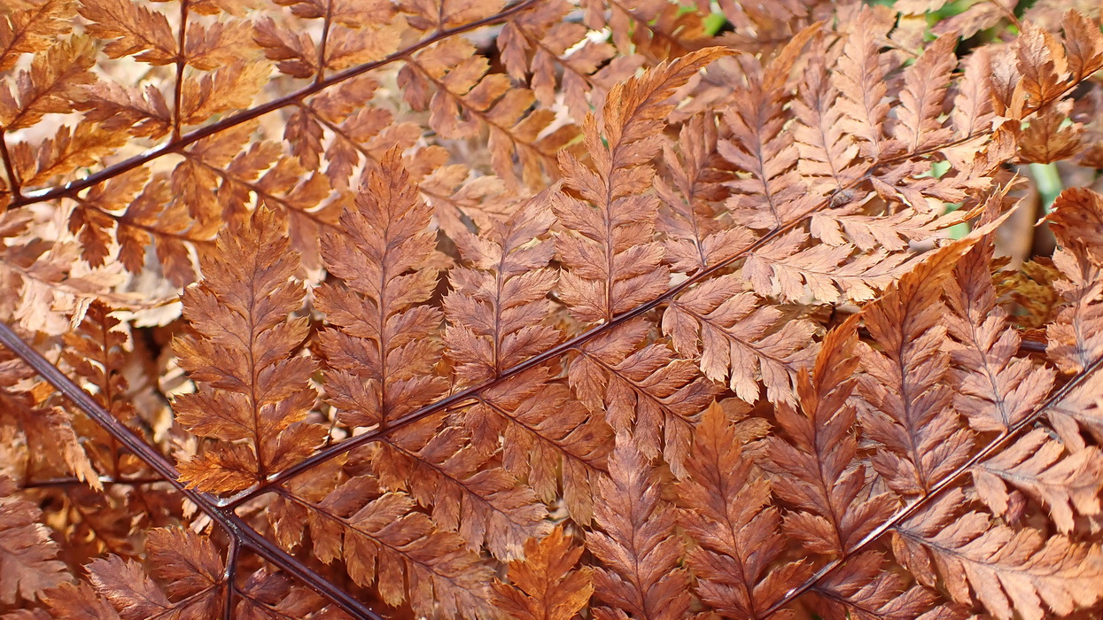Изображение особи Dryopteris amurensis.