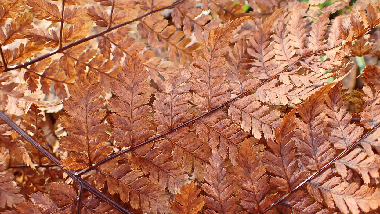 Image of Dryopteris amurensis specimen.