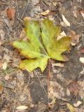 Acer platanoides