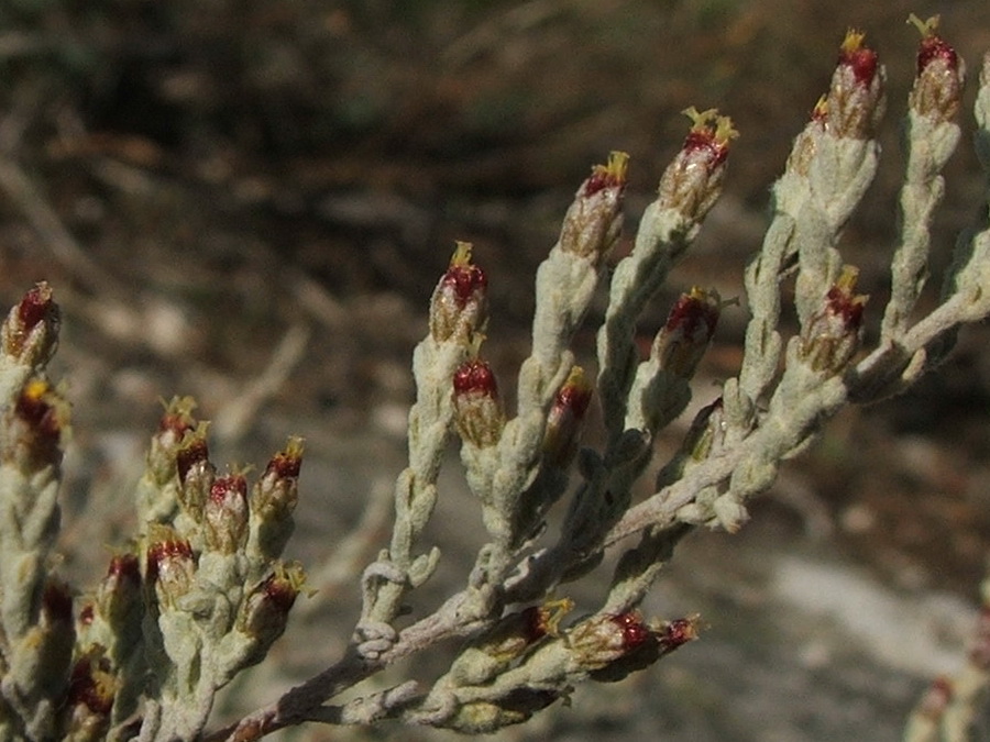 Image of Artemisia dzevanovskyi specimen.