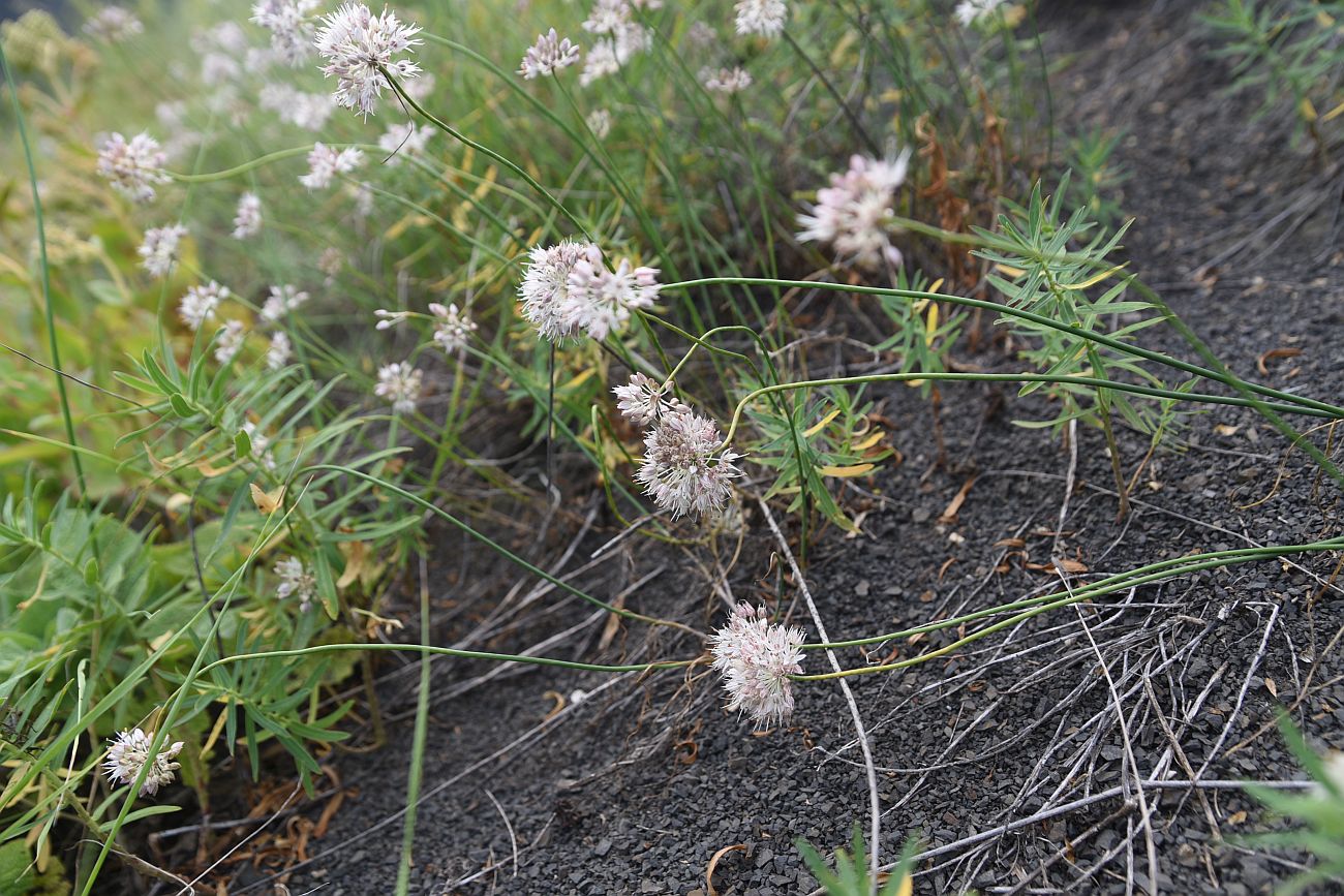 Изображение особи Allium saxatile.