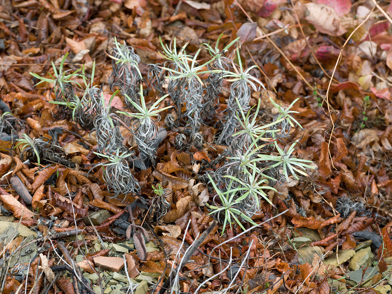 Image of Onosma polyphylla specimen.