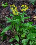 Solidago virgaurea подвид dahurica. Цветущее растение. Сахалин, Макаровский гор. округ, окр. Клоковского водопада, смешанный лес. 12.08.2023.