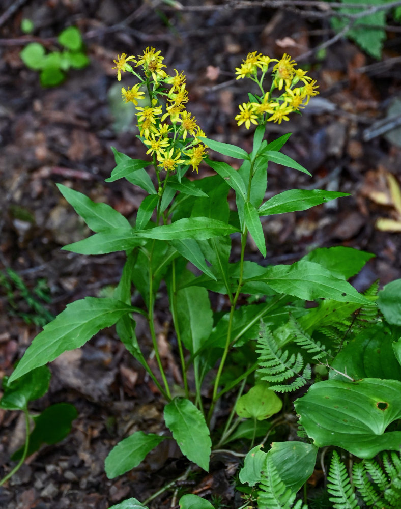 Image of Solidago virgaurea ssp. dahurica specimen.