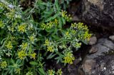 genus Alyssum. Верхушки побегов с соцветиями с цветками и плодами. Грузия, г. Тбилиси, на скале. 10.06.2023.