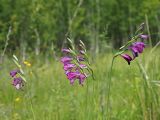 Gladiolus imbricatus. Верхушки цветущих растений. Ульяновская обл., Новомалыклинский р-н, окр. с. Стар. Малыкла, пойма р. Бол. Черемшан, местами заболоченный, поросший ивняком луг, опушка леса. 28.05.2023.