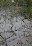 genus Calamagrostis. Плодоносящее растение. Чечня, Шаройский р-н, левый берег р. Шароаргун в 2 км выше устья р. Кенхи. 12 августа 2023 г.