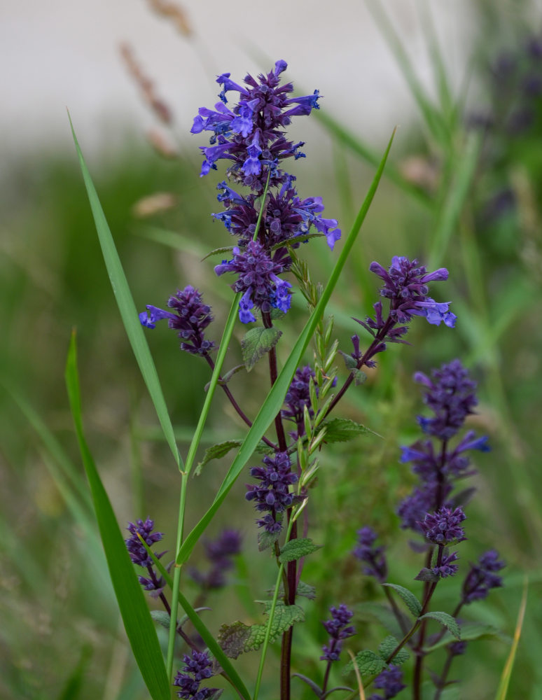 Image of Nepeta grandiflora specimen.