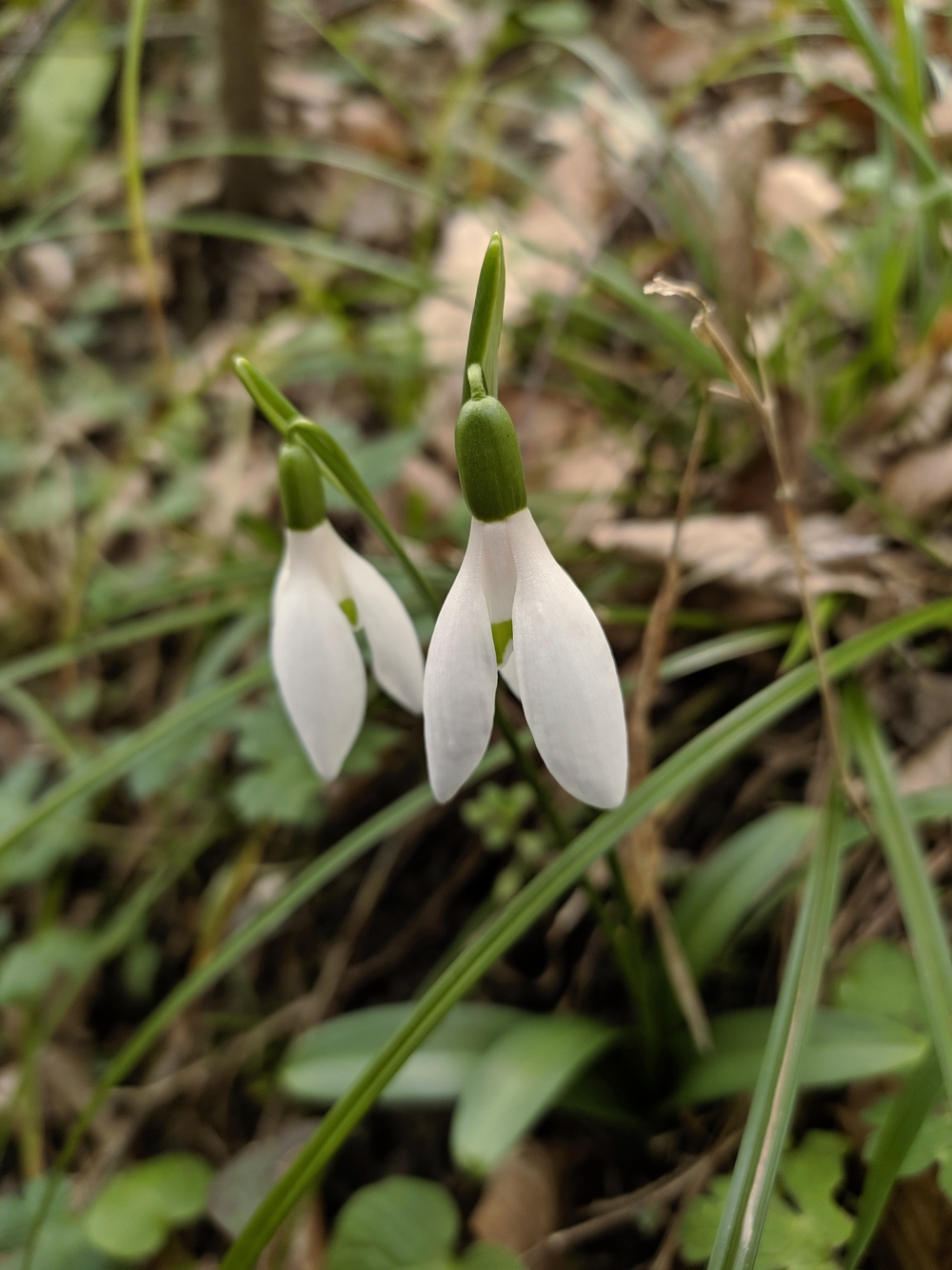 Image of Galanthus woronowii specimen.
