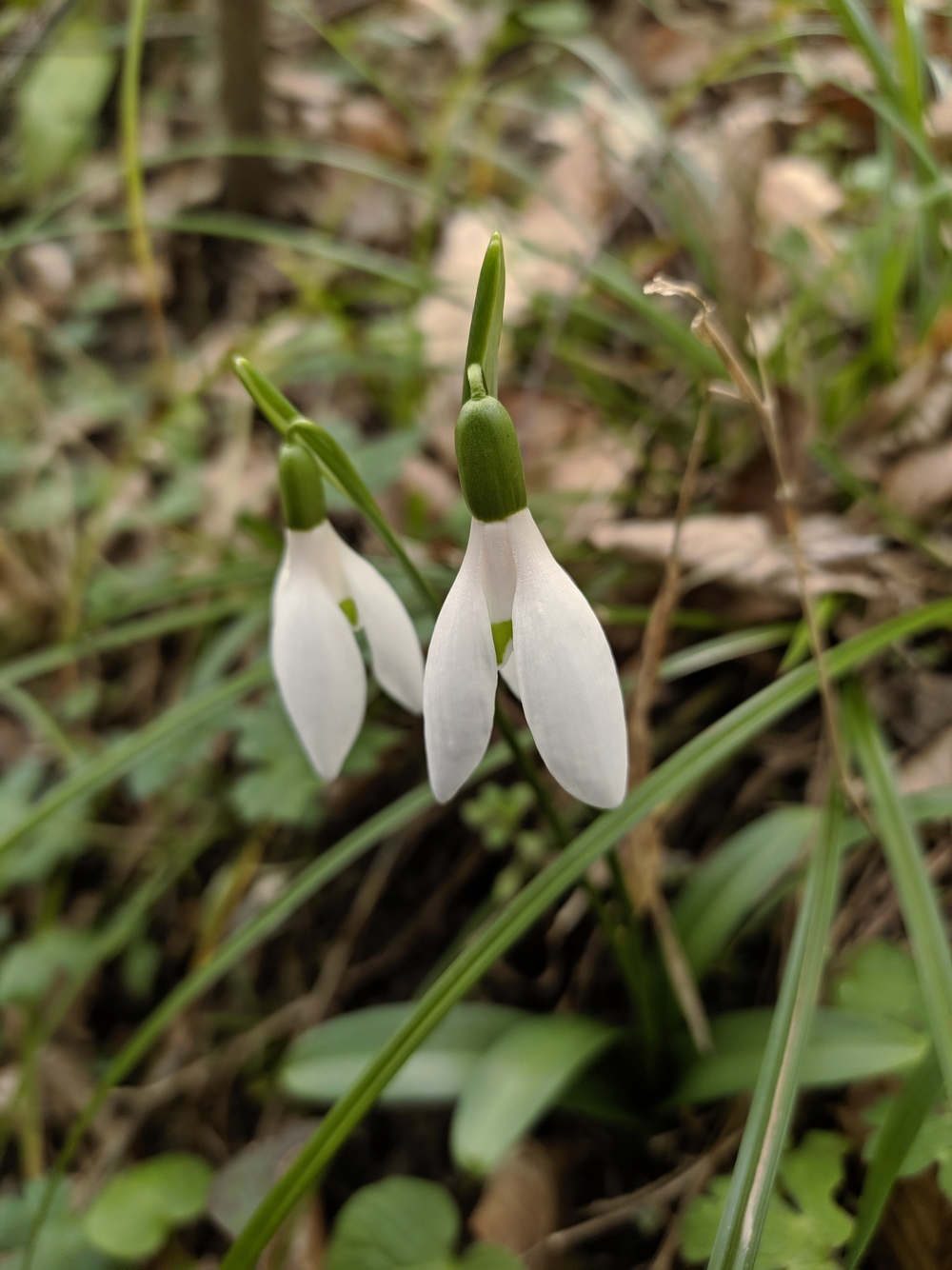 Image of Galanthus woronowii specimen.