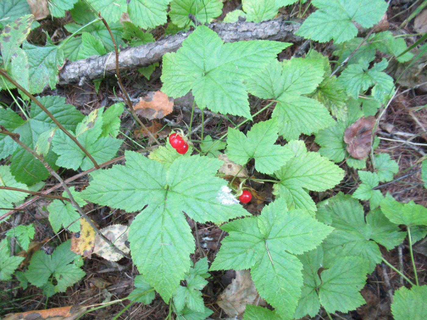 Image of Rubus humulifolius specimen.