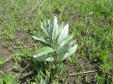 Cirsium incanum