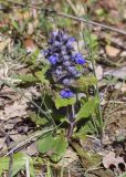 Ajuga reptans. Цветущее растение. Испания, автономное сообщество Каталония, провинция Жирона, комарка Ла-Гарроча, муниципалитет Ла-Валь-де-Бианья, подр-н (субкомарка) Л’Альта-Гарроча, 870 м н.у.м., перевал Capsacosta, обочина дороги в смешанном лесу. 12.04.2024.