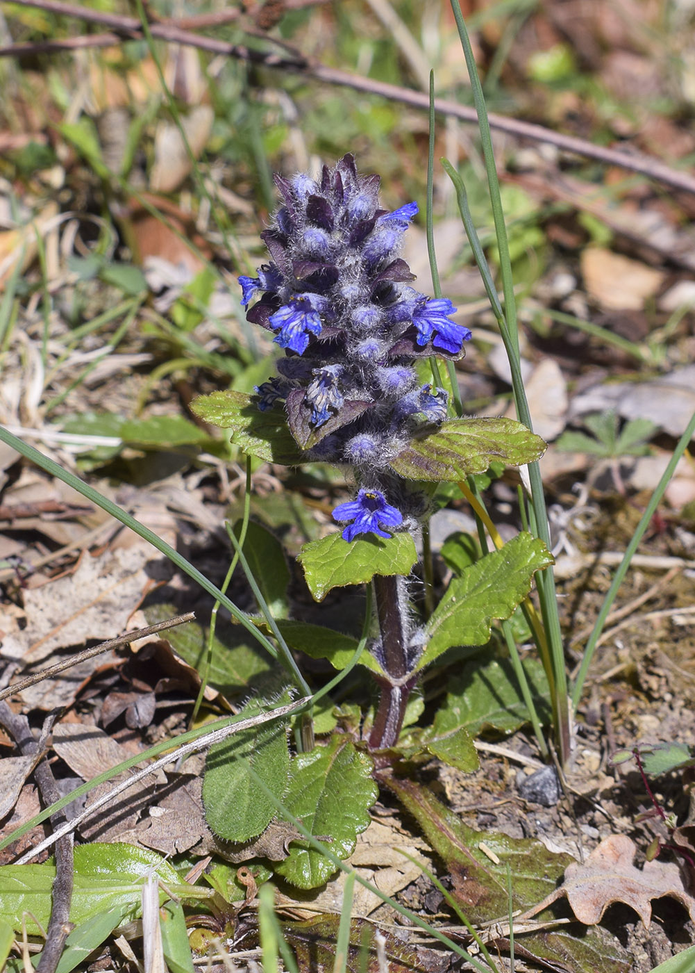 Image of Ajuga reptans specimen.