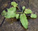 genus Rumex. Вегетирующее растение с повреждёнными листьями. Абхазия, Гудаутский р-н, Мюссерский лесной массив, русло р. Риапши. 12.04.2024.
