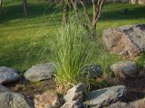 genus Carex. Вегетирующее растение. Краснодар, парк \"Краснодар\", Японский сад, в культуре. 01.01.2024.