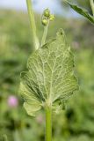 Doronicum macrophyllum