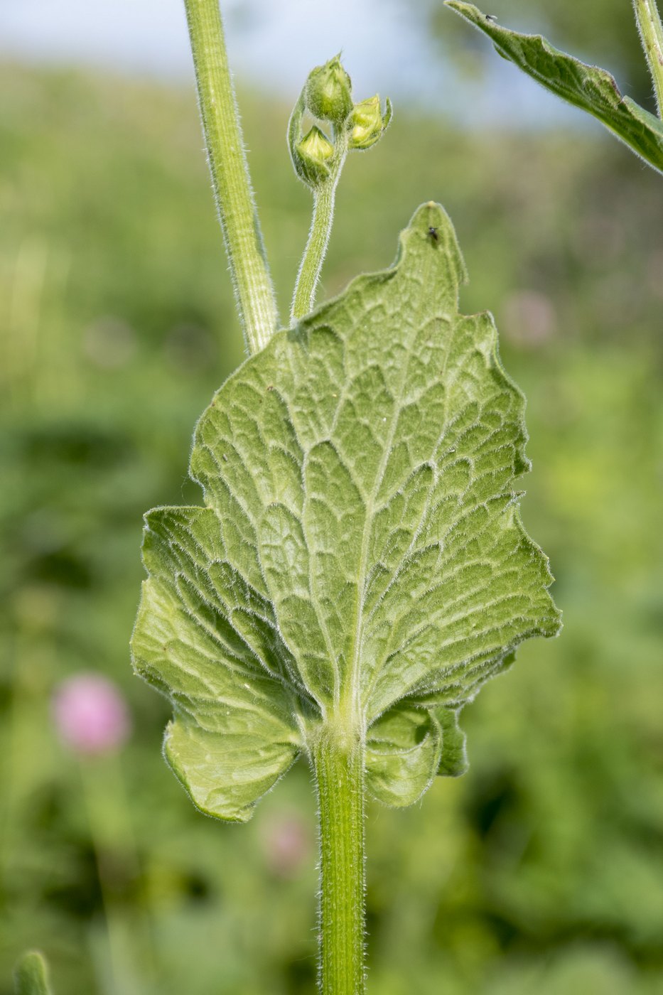 Image of Doronicum macrophyllum specimen.