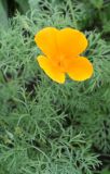 Eschscholzia californica