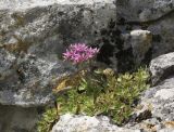 Sedum spurium