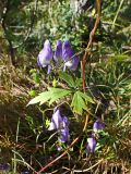 Aconitum consanguineum