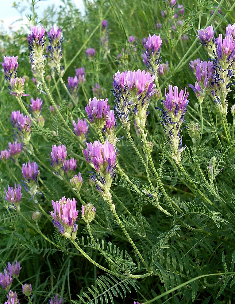 Image of Astragalus onobrychis specimen.